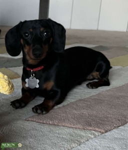 Mini Dachshund - Black and Brown  Listing Image