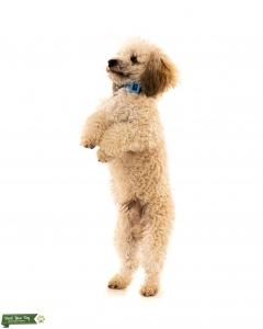 Cream KC registered Toy Poodle for stud  Listing Image
