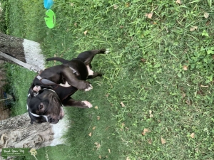 Blue Pocket Pitbull Listing Image