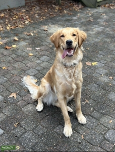 Female Golden Retriever  Listing Image