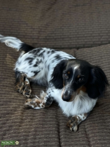 AKC Brindle Long Haired   Listing Image