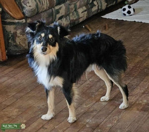 Lovable Dog Listing Image
