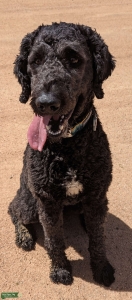 F2BB standard goldendoodle proven stud Listing Image