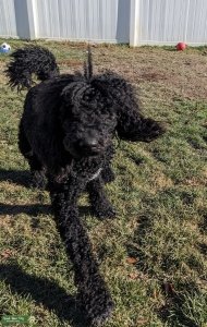 Pure bred Standard Black Poodle Stud, White Markings Listing Image