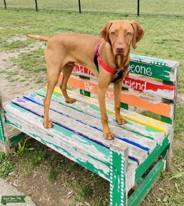 AKC Vizsla Listing Image