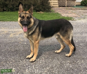 AKC German Shepherd Listing Image