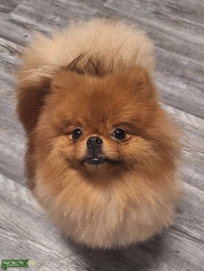 Jeffey, Prize Stud, Pedigree, Excellent Temperament, Vaccinated, 5lbs., 16 months old Listing Image