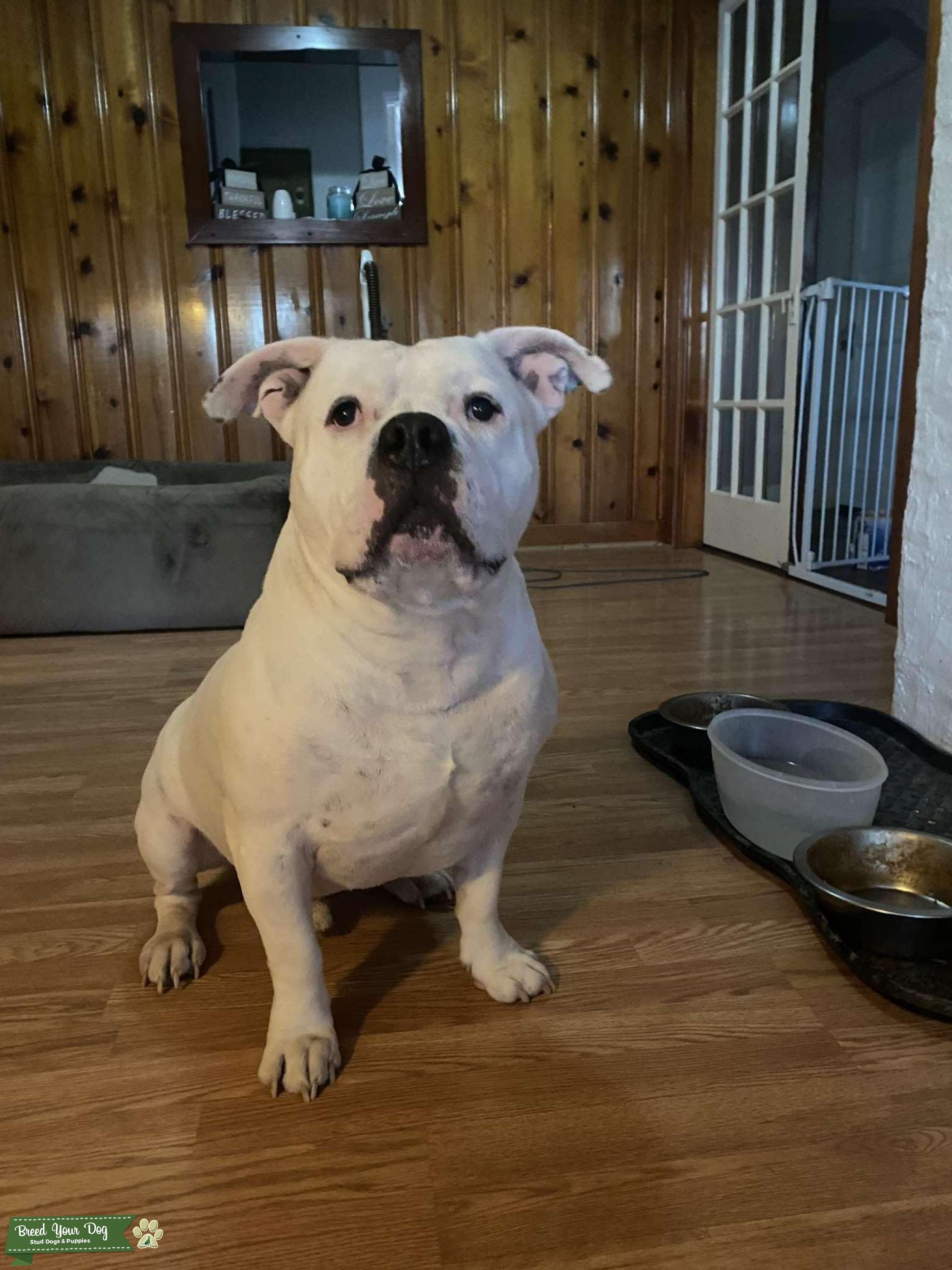 American Standard Bully Stud Stud Dog in Ohio, the United States