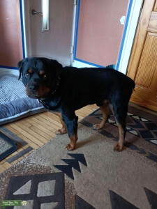 German Rottweiler stud Listing Image