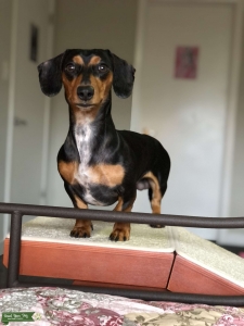 AKC Full Pedigree Mini Dachshund Listing Image
