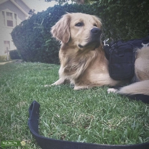 100% Golden Retriever Listing Image