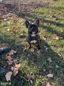 AKC Registered French Bulldog Listing Image