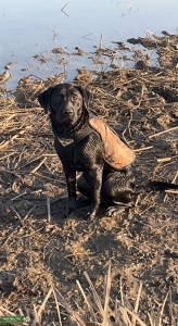 English Black Lab  Listing Image