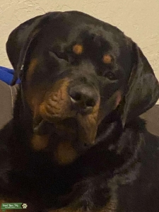 Rottweiler  Listing Image