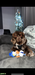American Cocker Spaniel Merle STUD Listing Image