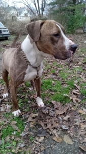 Brindle American Staffordshire Terrier Listing Image