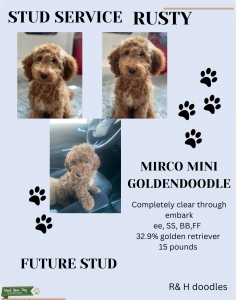 Mini goldendoodle stud  Listing Image