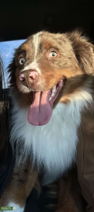 Benji Looking for a FWB Listing Image