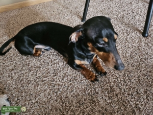 DACHSHUND 2YRS LOOKING FOR FEMALE WEINER TO MATE Listing Image