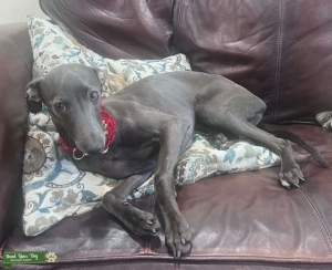 The Sweetest Iggy Around  Listing Image