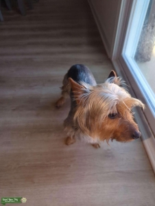 Male silky terrier  Listing Image