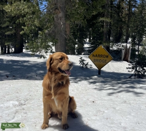 AKC Golden Stud Listing Image