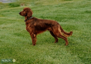 Irish Setter Stud Listing Image