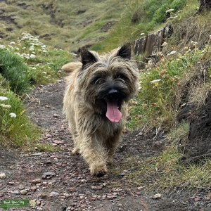 Proven KC Registered Cairn Terrier for Stud Listing Image