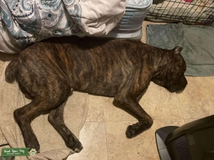 STUD cane corso chestnut brindle Listing Image