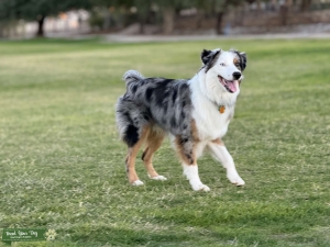 Exceptional Mini Australian Shepherd Stud: Purebred, Athletic, and Amazing Personality! Listing Image