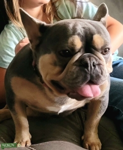 French Bulldog for stud Listing Image