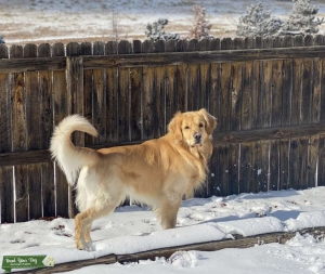 Stud Dog Listing Image