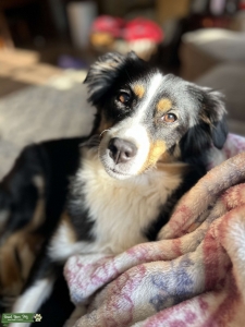 Australian Shepherd Black Tri Listing Image