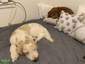 Beautiful multi-colored Golden-doodle with the “party gene”.  Listing Image