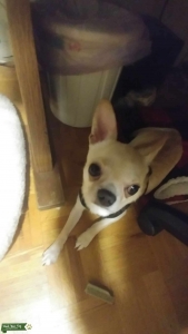Blonde Appple Head Chiuhahua Listing Image