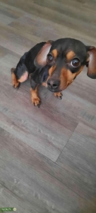 Black and Tan Dachshund Listing Image