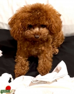 Red “Teddy Bear” Toy Poodle  5 Lbs Listing Image