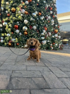 Long hair miniature dachshund AKC/CKC Listing Image