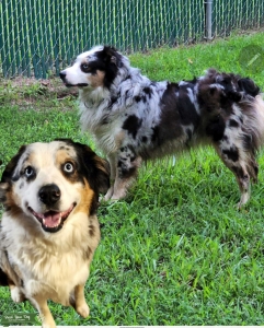 Proven Australian Shepherd for Stud Listing Image