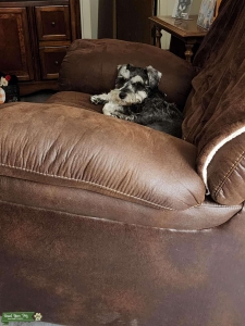 Miniature Schnauzer  Listing Image