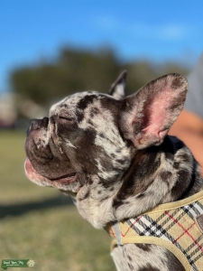 Merle French Bulldog Listing Image