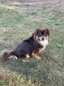 Mini Aussie Red Tri Male Listing Image