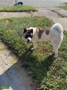 Looking for a stud for my beautiful female AKITA Listing Image