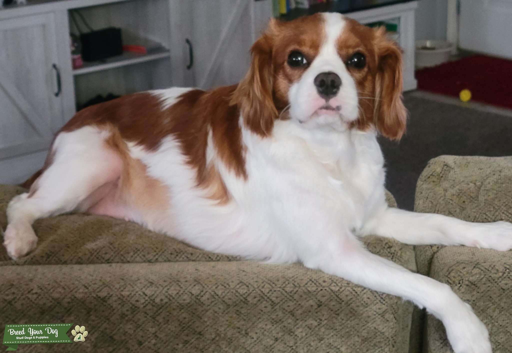 Blenheim Cavalier King Charles Stud Dog in Oklahoma, the United