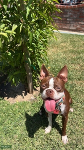 Hunt for a Macho Mate: Red Boston Terrier Seeks Charming Stud! Listing Image