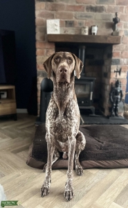 Adult GSP looking to Stud Listing Image