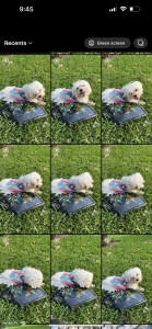 Maltese female 4 lb Listing Image