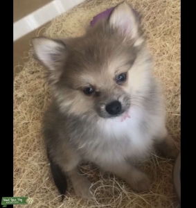Purebred female Pomeranian  Listing Image