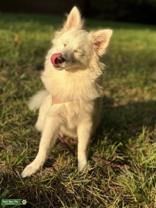 Female American eskimo Listing Image