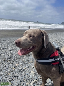 Silver Labrador  Listing Image